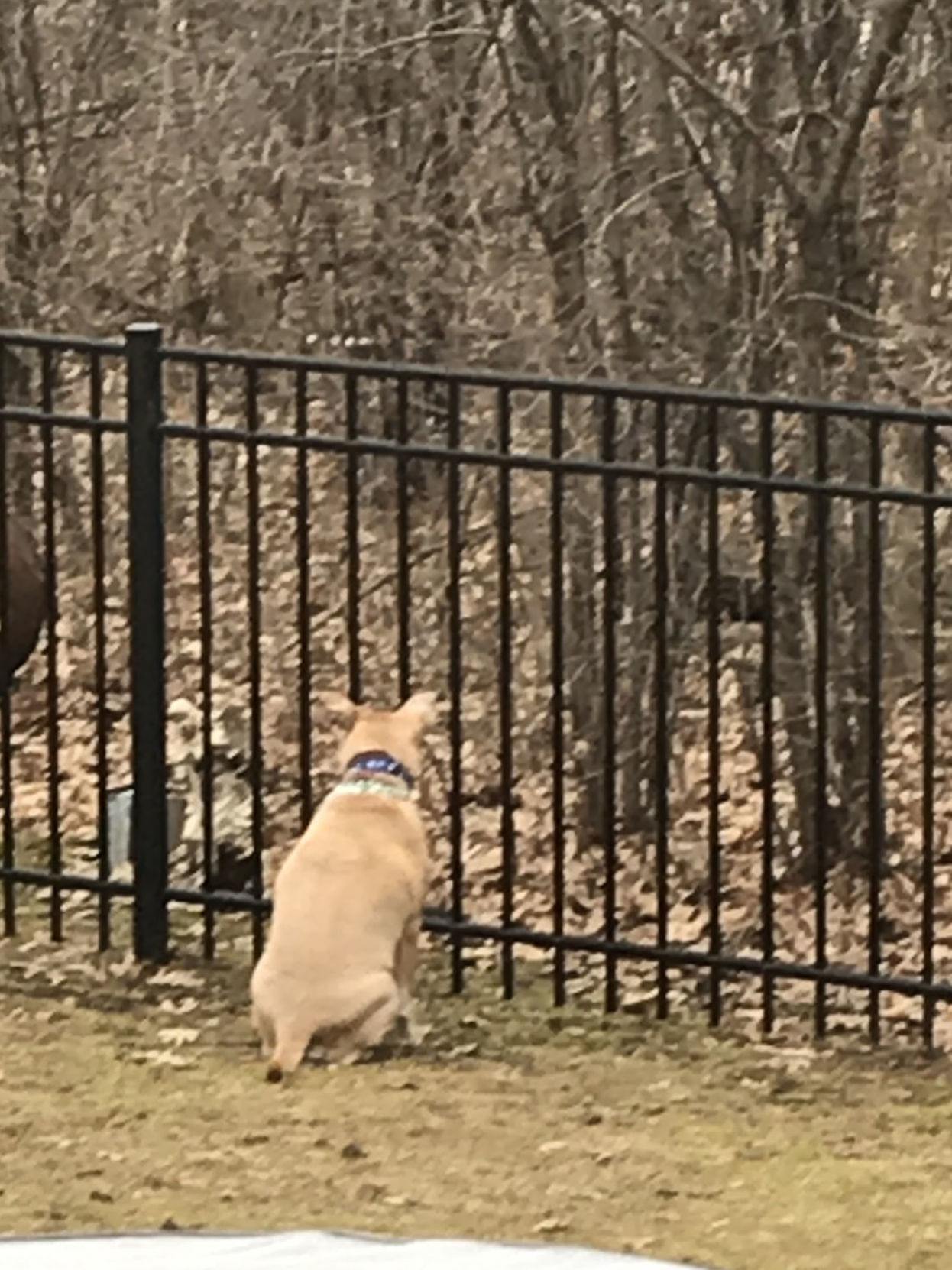 Grace on patrol